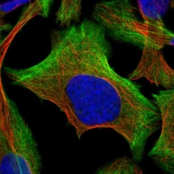 BZW2 Antibody, Novus Biologicals:Antibodies:Primary Antibodies
